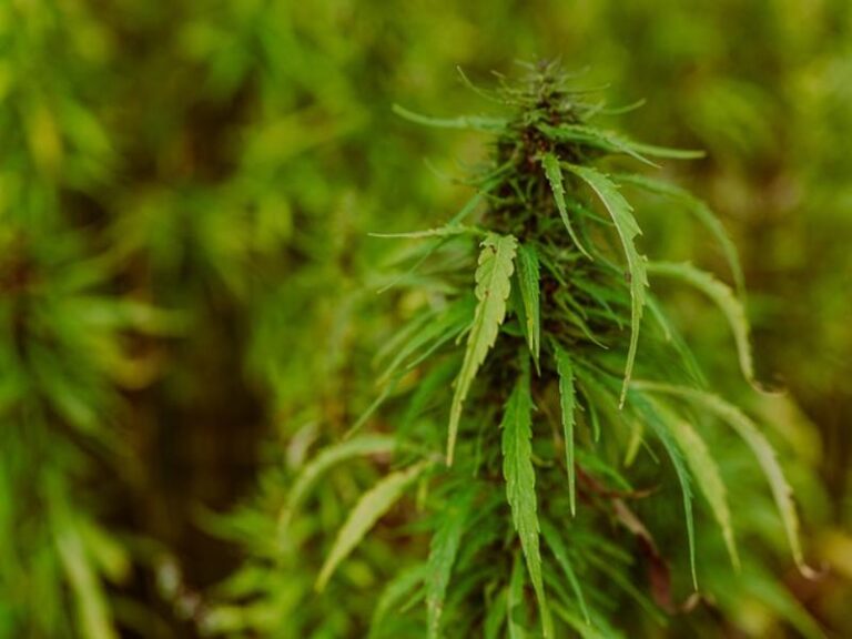 Medical Marijuana Mastery: Elevating the Standard of Cannabis-Based Care
